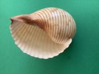 Tonna Hawaiiensis Vos  2007  98 44mm  Tonnidae  Hawaiian Tun Shell  Hawaii