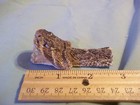 1 Real Animal Part Western Rattle Snake Taxidermy Reptile Head Mount  