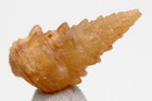 Chalcedony Fossil Shell Specimen Gastropod Fossilized Sea Snail Agate Morocco