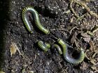 10 Live - Bumble Bee Millipedes  Bioactive Clean Up Crew  feeders 