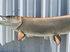 47  Muskie Two Sided Fish Mount Replica - 2 Week Production Time