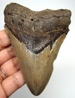 Megalodon Shark Tooth - 3 85    Real Fossil -shark Teeth No Restorations