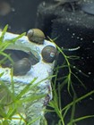 3 Olive Nerite Snails Live Algae Eater Freshwater Snails Planted Tank Cleanup 