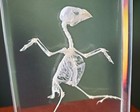 Bird Skeleton In Resin  Real Animal Skeletons  Oddities  Lonchura Punctulata