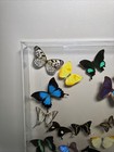 Real Butterflies Framed Collection Double Glass Lot Of 26