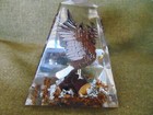 Vintage Carved   Painted Wood Eagle Encased In  Lucite Display Canada 1980 s