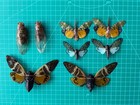 8 Pcs Mixed Real Cicada Insect Taxidermy Entomology Specimen Collection Decor