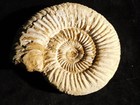 Larger  111 Million Year Old  White Ribbed Ammonite Fossil With Stand 129gr