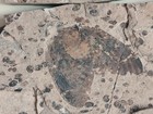 A Pair Of Exquisite Insect Fossils From The Jurassic Daohugou Period   