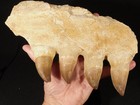 Big  Mosasaurus Jaw Or Skull Bone Fossil With Four  Fossil Teeth Morocco 1441gr