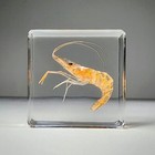 Tiny Shrimp In Resin  Real Freshwater Prawn  Macrobrachium Nipponense  Oddities