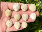 Australia Fossil Echinoid Lot Of 10 Lovenia Forbesi Miocene Sea Urchin Mannum Fm