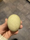  6  F1  F2  F3 Speckled Olive Egger Fertile Eggs 
