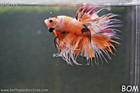 Live Betta Male Crown Leopards    Unique Fish   Bom-a296