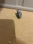 Retired  Schleich Koala Bear With Baby Wildlife Animal Figure