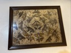 Truly Rare Antique Butterfly And Moth Taxidermy Display