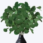 Preserved Dried Eucalyptus Stems  15-20pcs Pure Natural Real Silver Dollar 