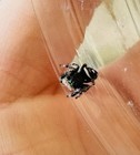 Jumping Spider Males   I5-i6 Regal Jumping Spiders
