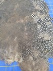Bl63 Guinea Feathers Body Pelt Skin