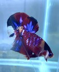 Betta Nemo Koi Male Multi Live Fish Usa High Quality  302