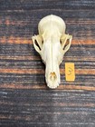 Real Red Fox Unique Animal Mount Halloween Skull Art Craft Mountain Man Canine