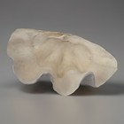 Very Rare 17    Giant Clam Shell Tridacna Gigas  17x 12x 7