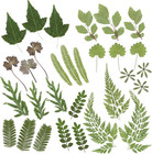 Dried Pressed Flowers For Crafts  Real Natural Dry Leaves Green 