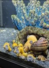 Live Mystery Snails 5 Pack - Wild Type Chestnut And Golden- Freshwater Aquarium 