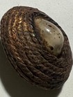 Bia-gae cowrie Shell Phra Lp Boon Rare Old Thai Buddha Amulet Pendant Magic 21