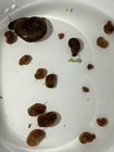 20  Live Freshwater Aquarium Ramshorn Snails  Mixed Sizes  Algae Eater