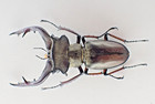 D45536  Insects  Lucanidae  Lucanus Gradivus Sp  Vietnam North  62mm 