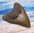 Megalodon Shark Tooth 4 3 4 Sharks Teeth Large Jaw Classic Fossil Real Serrated