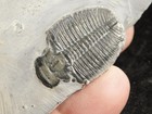 Elrathia Trilobite Fossil From Cambrian Utah 100  Natural 168gr  c