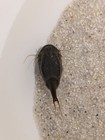 100 Eggs Triops Cancriformis Black Beauty - Ultra Black Stem - Prehistoric Crayfish