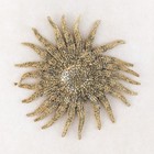 Sunflower Starfish 6 1 2  Taxidermy Oddities Curiosity Nautical Multi Leg Craf