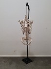 1800s Antique Paper Mache Torso Anatomical Human Bones Skeleton Model Oddities