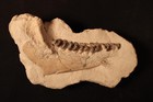 Oligocene White River Fossil Horse Jaw Mesohippus Wyoming