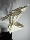  real   blacktip Shark Skull    Vertebrae