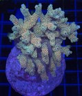 Wysiwyg Yellow And Green Acropora     Live Sps Coral Frag For Reef Aquarium