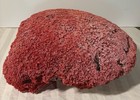 Large Red Coral