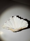 Bear Paw Clam Shell Hippopus Hippopus 7  Strawberry Clam Natural Seashell
