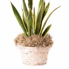 Proflora Preserved Green Spanish Moss  Natural 530 Cu In - Floral Arranging