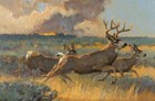 Old Master-art Antique Oil Painting Animal Portrait Deer On Canvas 24 x36 