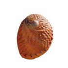 1 Piece Natural Large Conch Sea Abalone Shell Sample Collection Aquarium Art