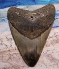 Megalodon Shark Tooth 4 3 8  Shark Teeth Huge Jaw Fossil Stunning  Polished