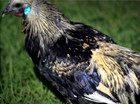 6 Npip ai Clean Rare  Mosaic Chicken Hatching Eggs Show Quality Grade A   