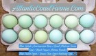6 Bluesplash Ameraucana hens xgiant Mexican Gamefowl black Copper Maran rooster 