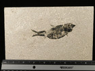 Nice Bones  50 Million Year Old Knightia Fish Fossil From Wyoming 480gr