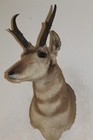 Vtg Antelope Pronghorn Shoulder Mount Taxidermy Whitetail Deer Log Cabin Decor