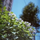 Rare Black Model  mint  Rolleiflex T Gray Tlr Film Camera Tessar 75mm F3 5 Japan